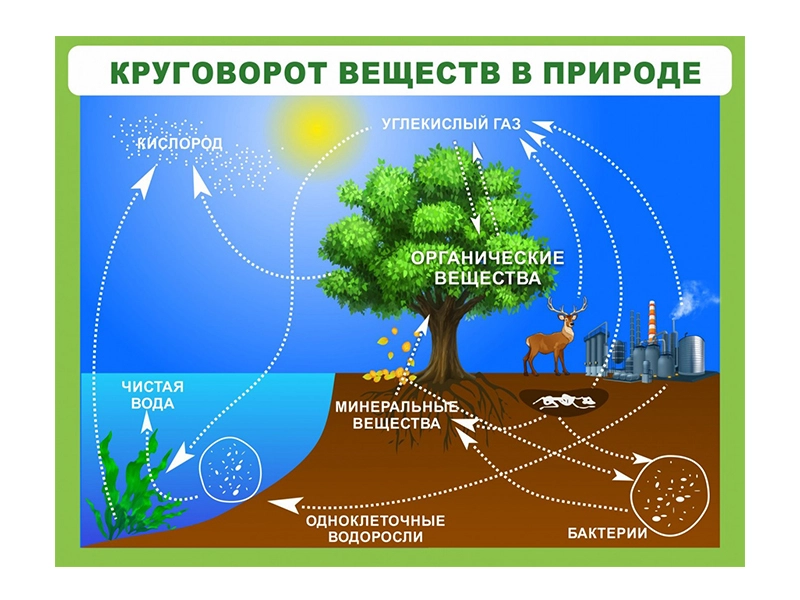 Стенд Круговорот веществ для кабинета