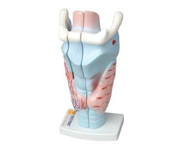 Анатомическая модель гортани ЭДГ-2284