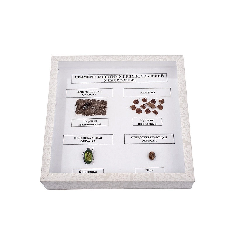 Коллекция насекомых — примеры защитных приспособлений