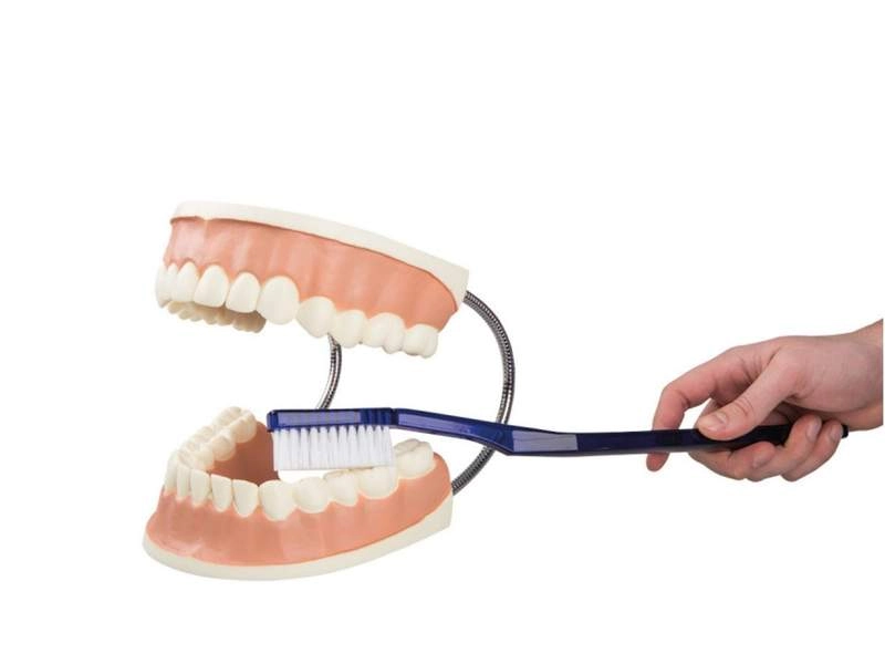 Модель «Уход за зубами»