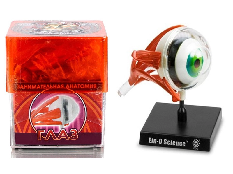 Модель глаза Профессор Эйн — учебный набор