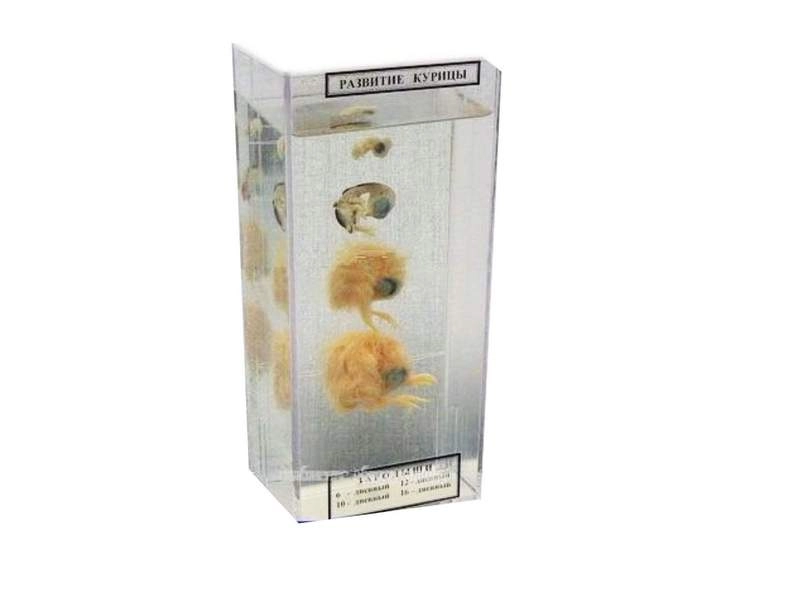 Влажный зоопрепарат «Развитие курицы» 95×70×205 мм