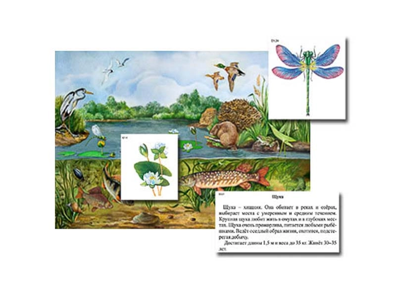 Плакат с магнитными карточками «Водоем» для школы