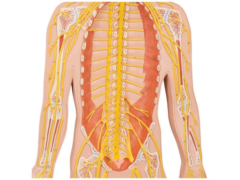 Модель нервной системы