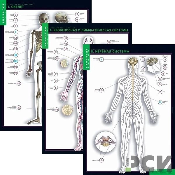 Набор плакатов «Строение тела человека», 10 шт.