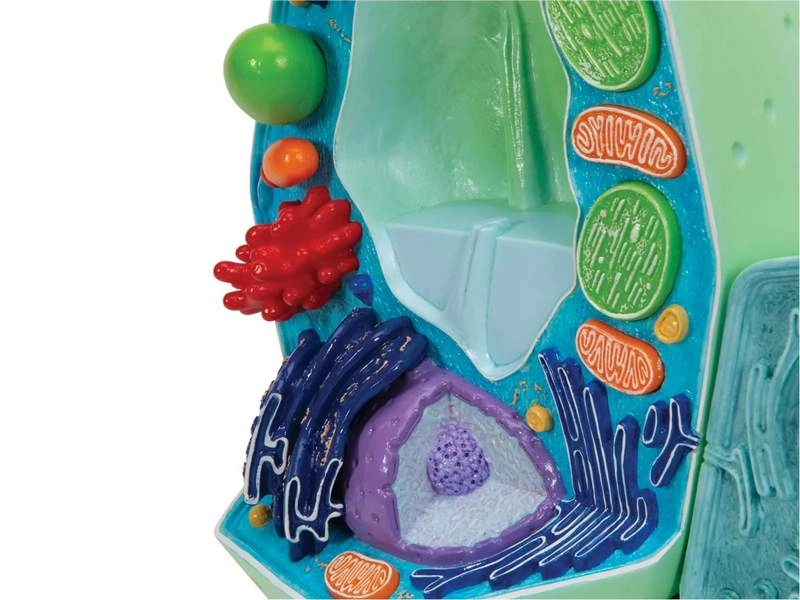 Модель растительной клетки 10 000×