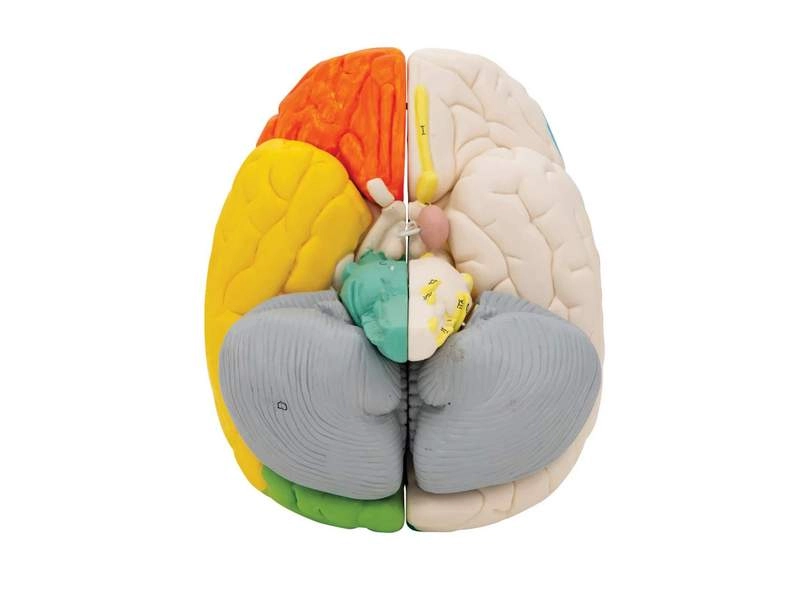 Нейро-анатомическая модель мозга