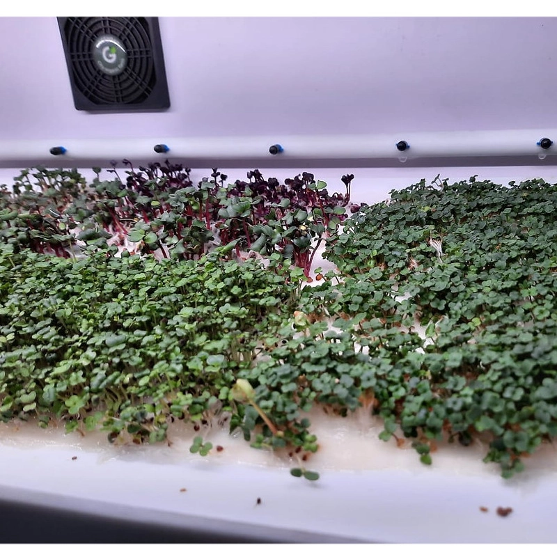 Установка выращивания микрозелени GRN‑MZ‑4 ПАК — 4 уровня