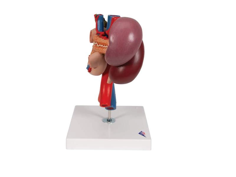 Модель почки с органами задней части верхнего отдела брюшной полости