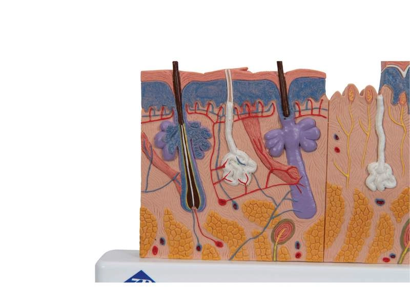 Модель сечения кожи