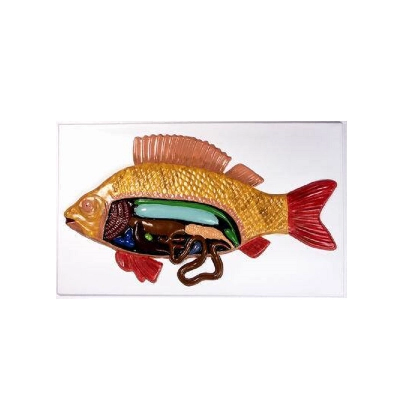 Модель барельефная — внутреннее строение костной рыбы