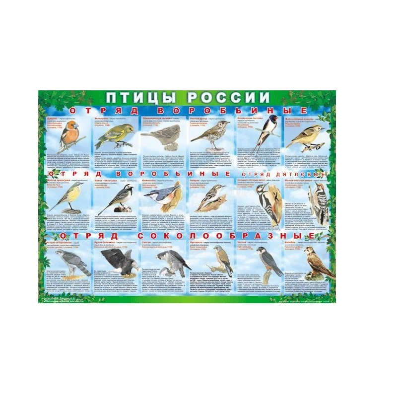 Таблицы "Птицы России" — виниловый комплект 100×140 см, 4 плаката