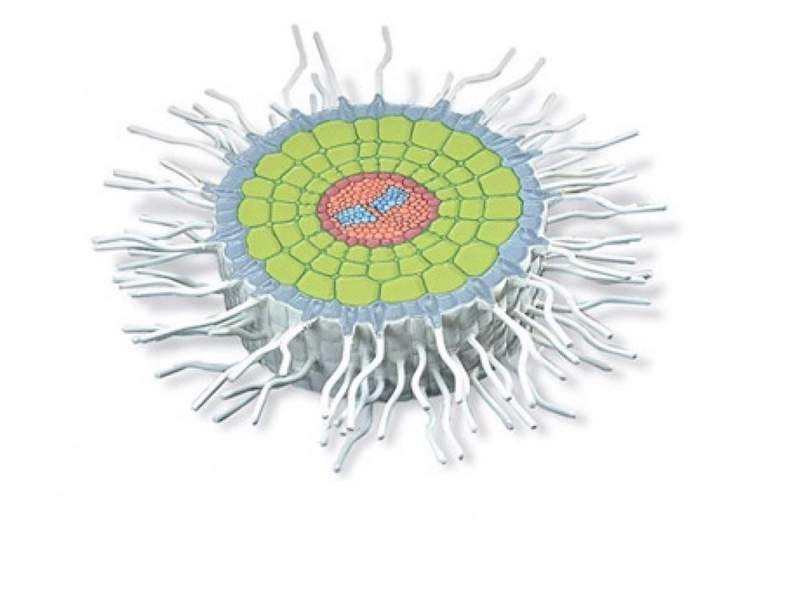 Модель корня в разрезе — Горчица белая, 1.23 кг