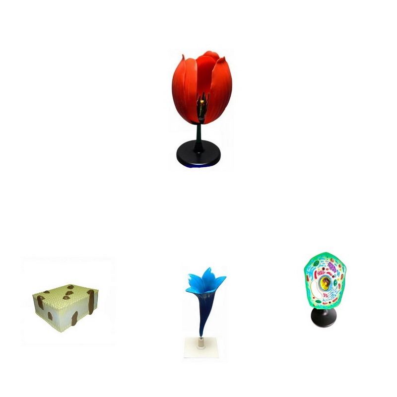 Набор биологических моделей «Из мира биологии» для класса