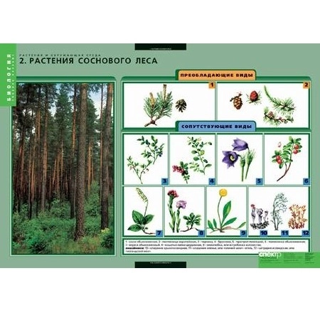 Набор плакатов «Растения и среда» (7 шт.)