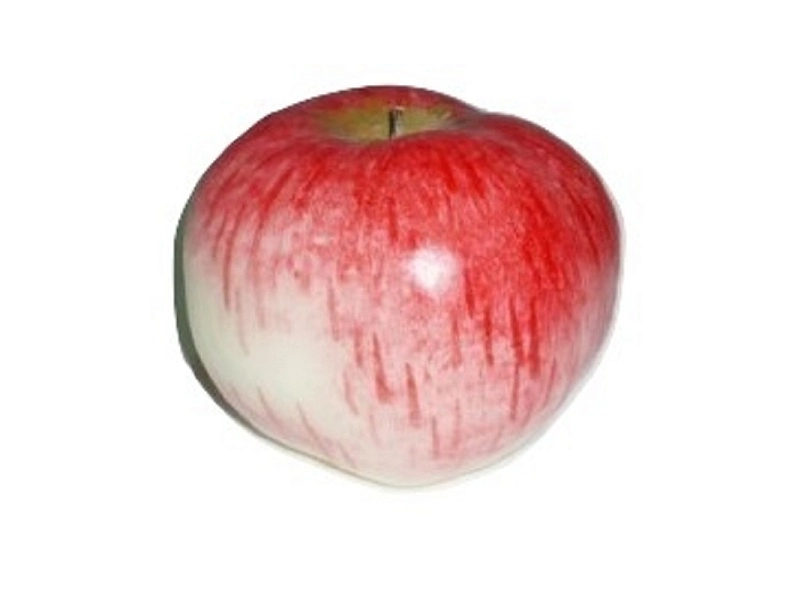 Яблоко-муляж «Кальвиль анисовый» для уроков