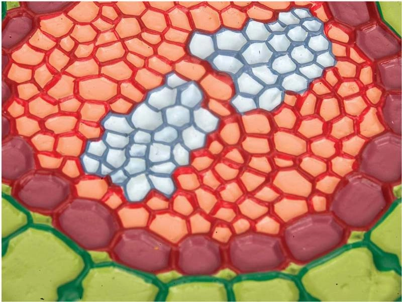 Модель корня в разрезе — Горчица белая, 1.23 кг