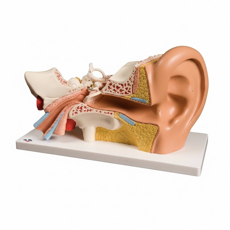 Анатомическая модель уха, разборная