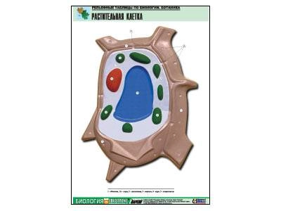 Таблица рельефная — растительная клетка, формат A1