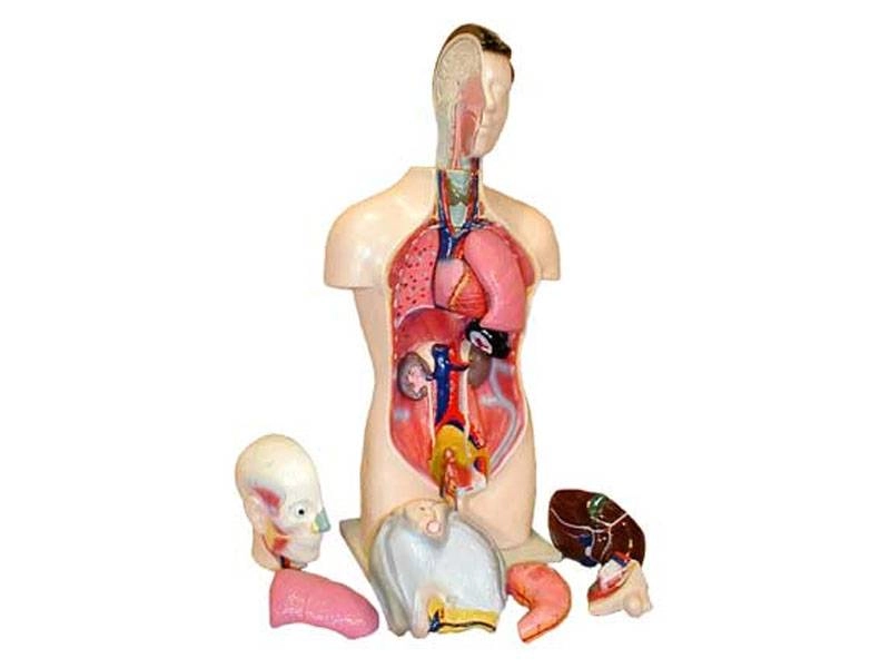 Анатомический торс человека, 42 см