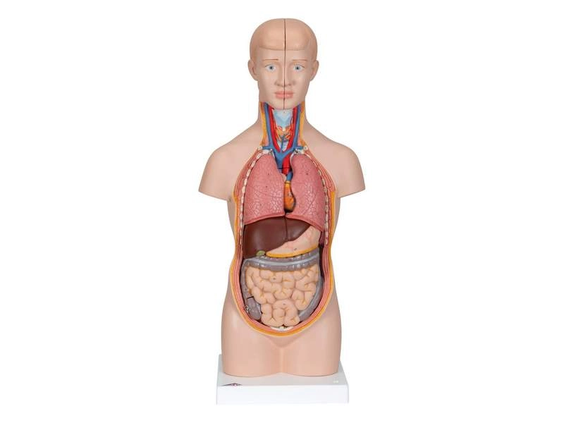 Модель торса человека уменьшенная