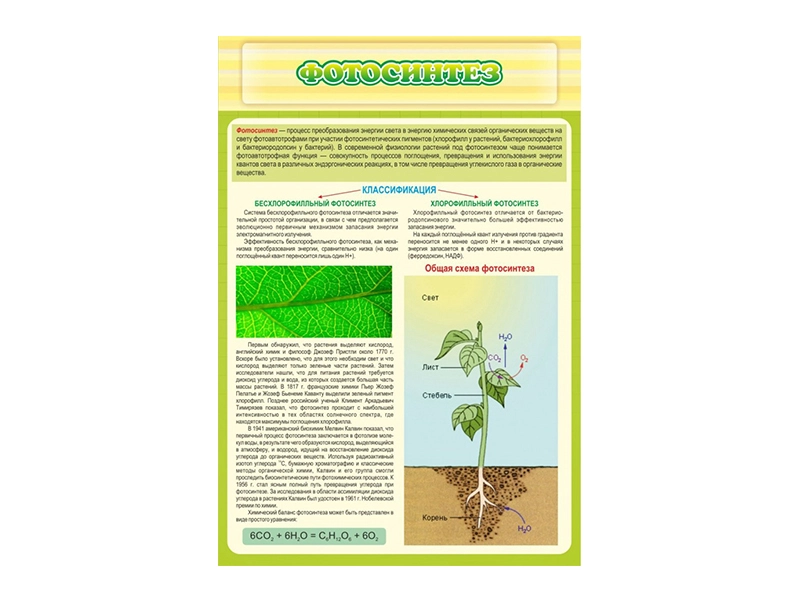 Настенный учебный стенд «Фотосинтез»