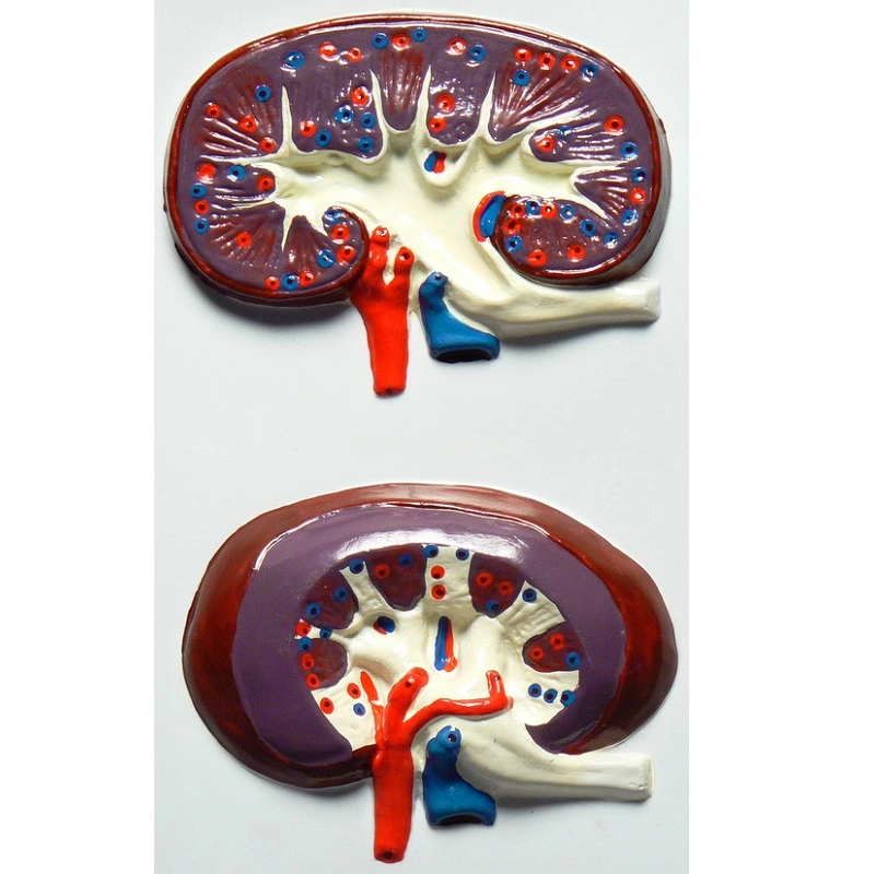 Барельефная модель «Строение почки»
