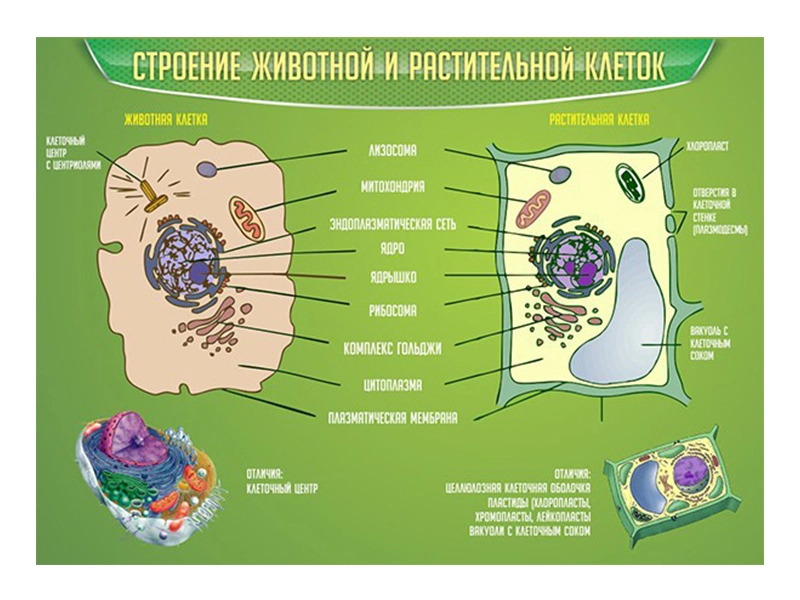 Образовательный стенд — строение растительной и животной клеток
