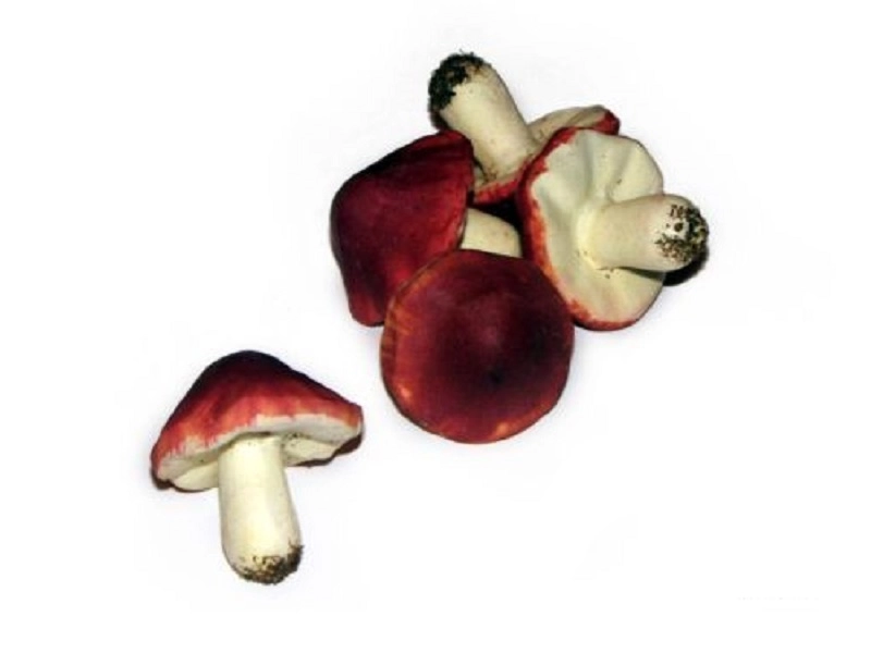 Муляж Грибы сыроежка для класса