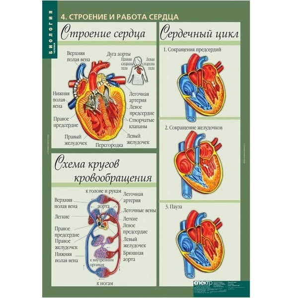 Наглядные таблицы «Биология — Человек», формат 68×98 см