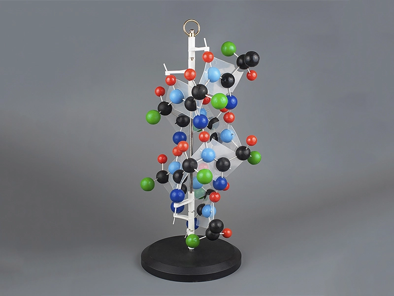 Модель «Структура белка» — демонстрационная