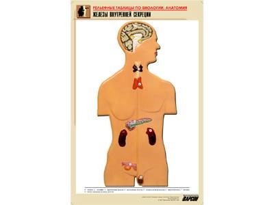 Рельефная таблица Железы внутренней секреции, А1