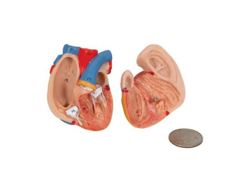 Модель торса человека уменьшенная