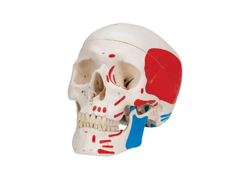 Модель черепа с лицевыми мышцами