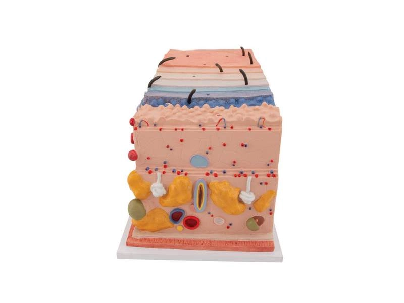 Модель кожи в виде блока