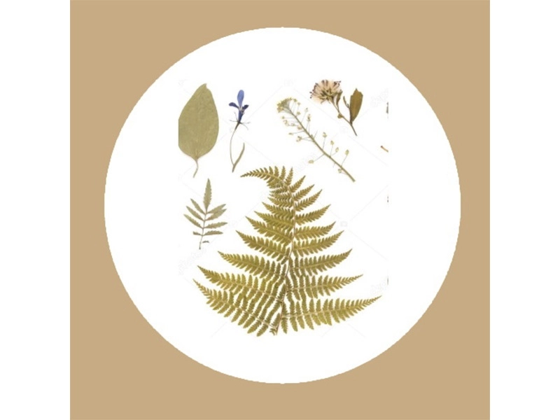 Набор из 9 гербариев разных групп растений