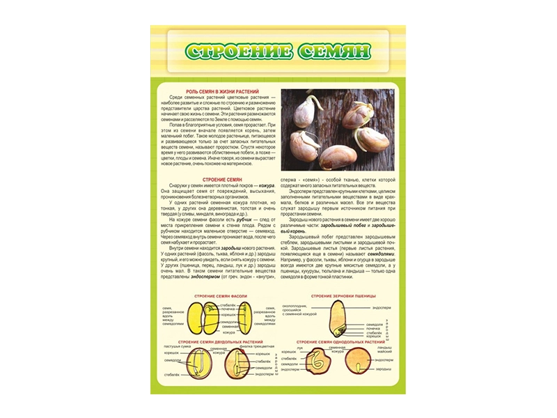 Стенд «Строение семян» для кабинета, без карманов