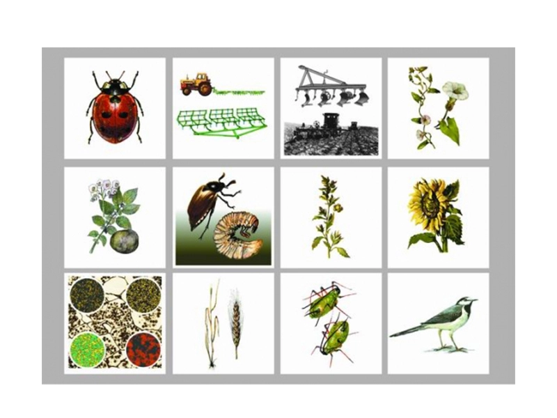 Модель «Агроценоз» — дидактическая аппликация