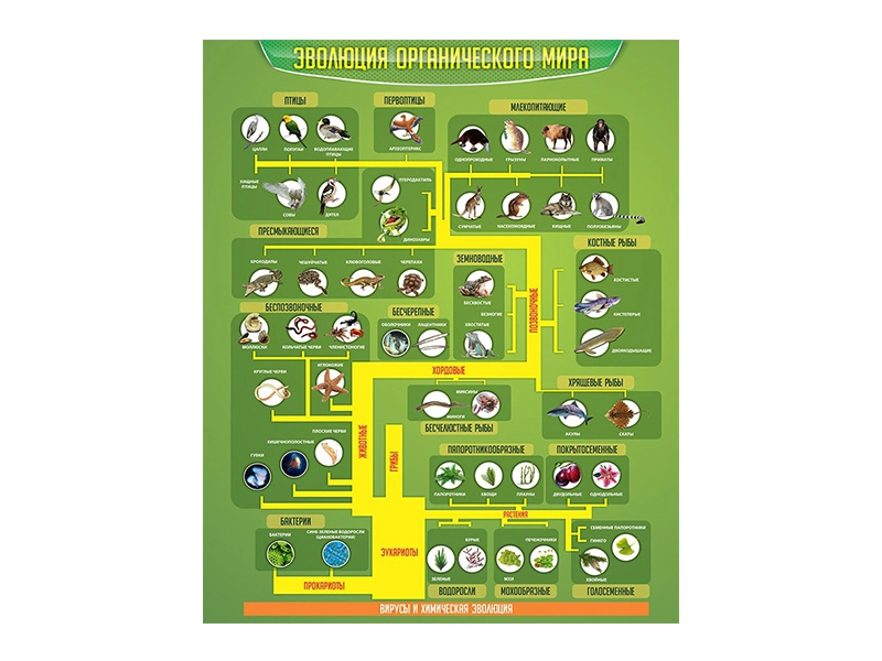 Настенный стенд «Эволюция органического мира» для класса