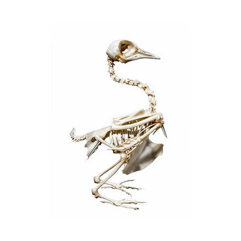 Скелет голубя на подставке ЭДГ-2188