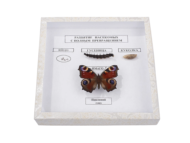 Набор Развитие насекомых — учебный комплект