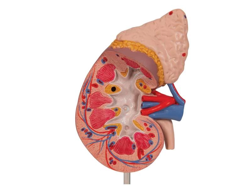 Почка с надпочечником, из 2 частей