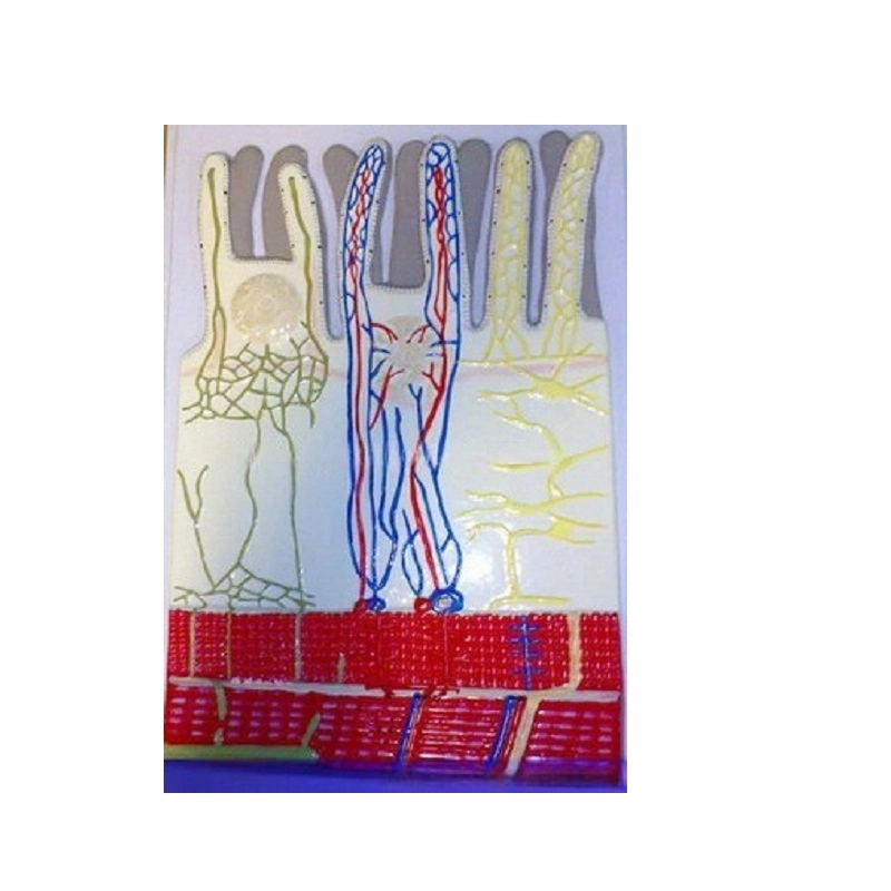 Барельефная ворсинка тонкой кишки с сосудистым руслом