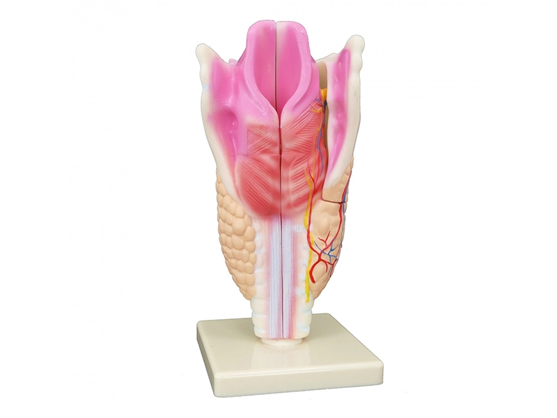 Модель «Гортань в разрезе», разборная