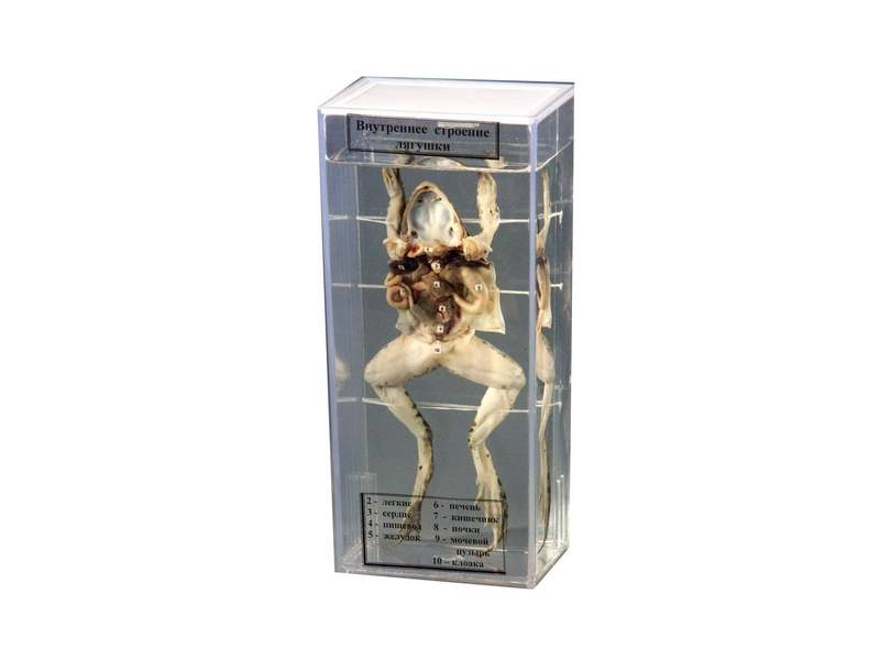 Влажный зоопрепарат «Внутреннее строение лягушки» на пластине