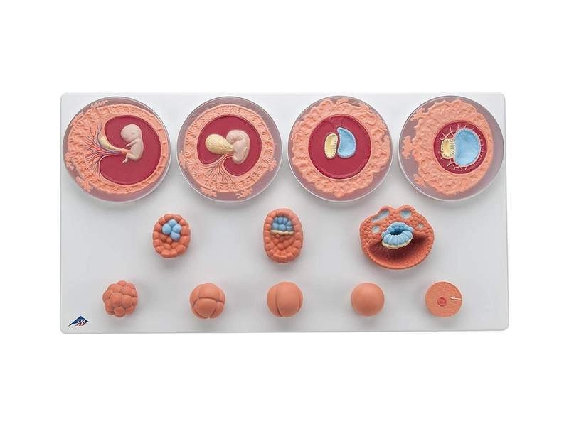 Модель эмбрионального развития — 12 стадий