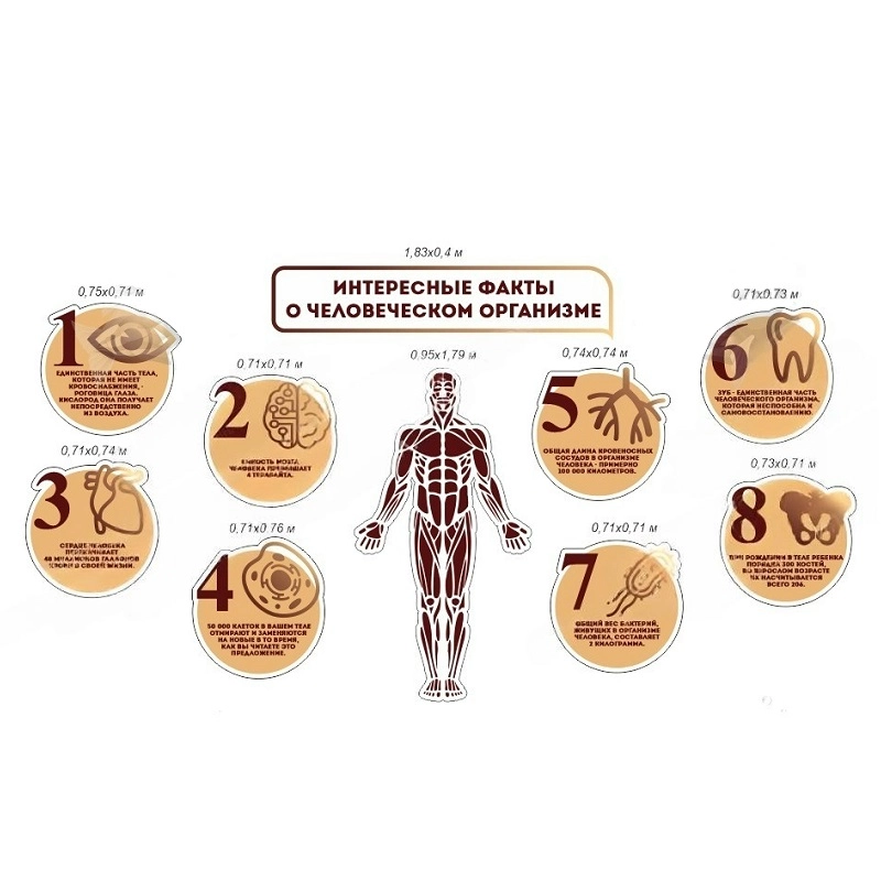 Набор стендов «Интересные факты о человеческом организме» — панель 1,83×0,4 м