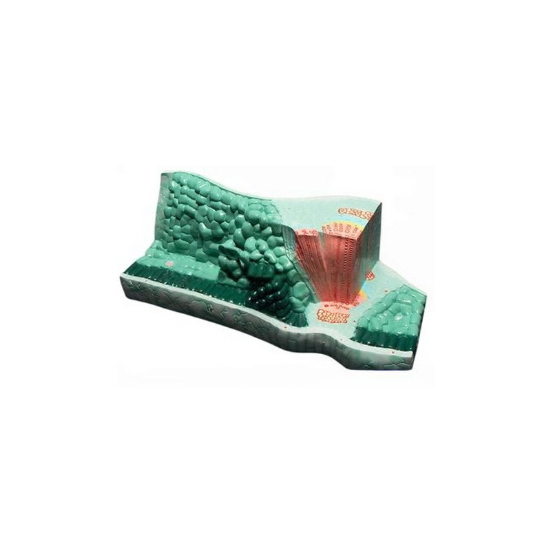 Набор биологических моделей «Из мира биологии» для класса