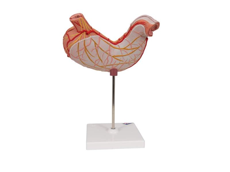 Анатомическая модель желудка (2 части)