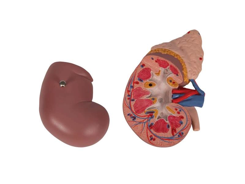 Почка с надпочечником, из 2 частей